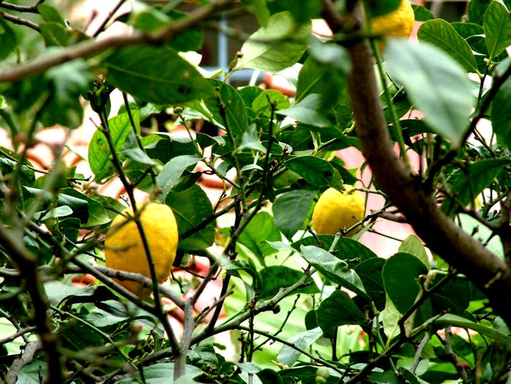 Limoni