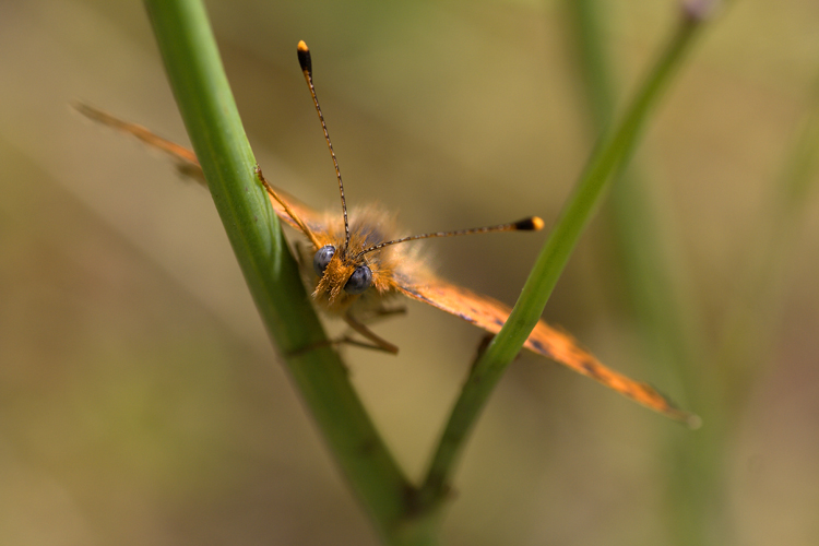 Farfalla incastrata tra due steli