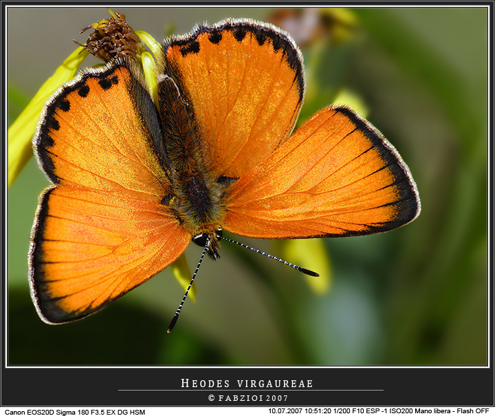 Splendidamente..... meravigliosamente..... arancione!