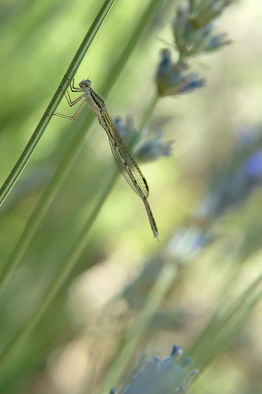 la mia imitazione di squartata!