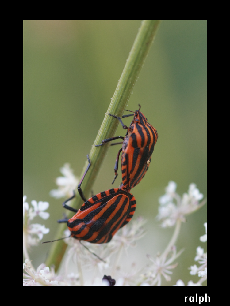 red and black- in love