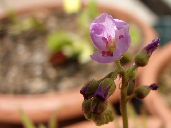 Fiore Drosera