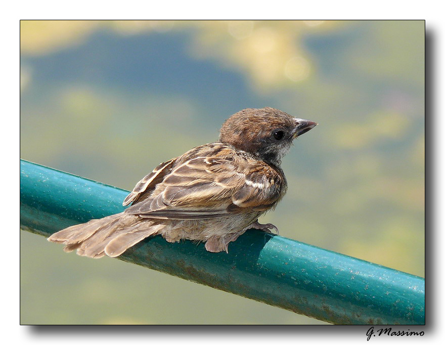 Passerotto - dedicata all'Amico Pigi