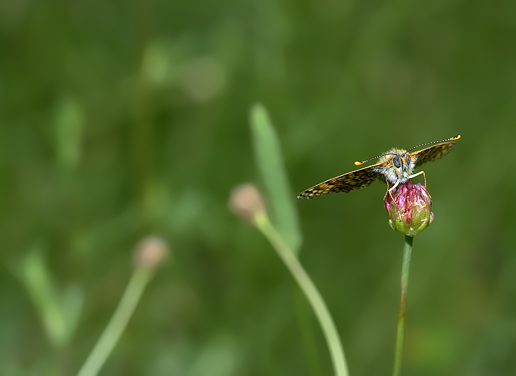 Farfalla che dondola