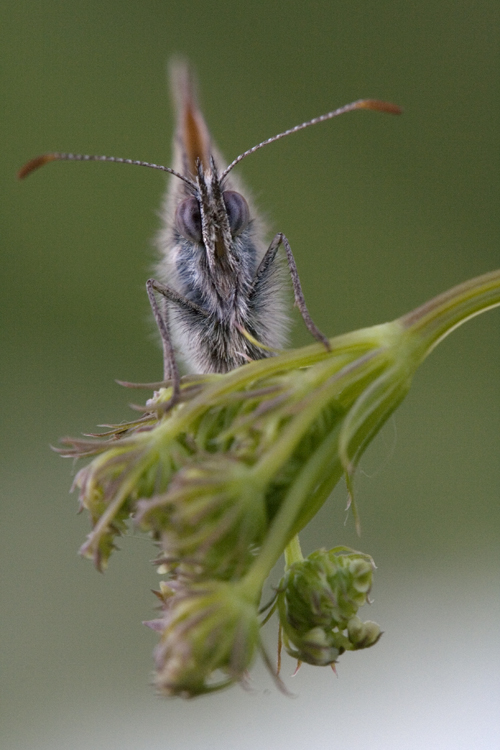 Farfalla accademica (ripresa nei giardini della mia universit�)