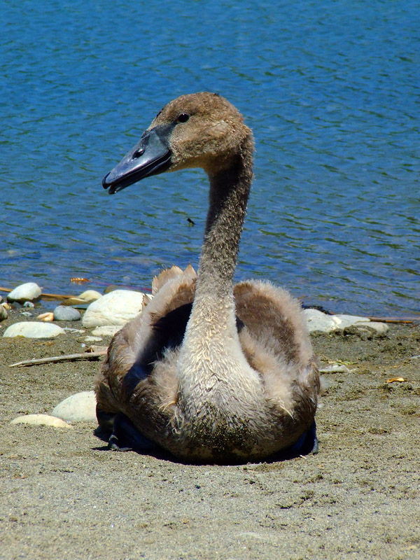 Il brutto anatroccolo riposa