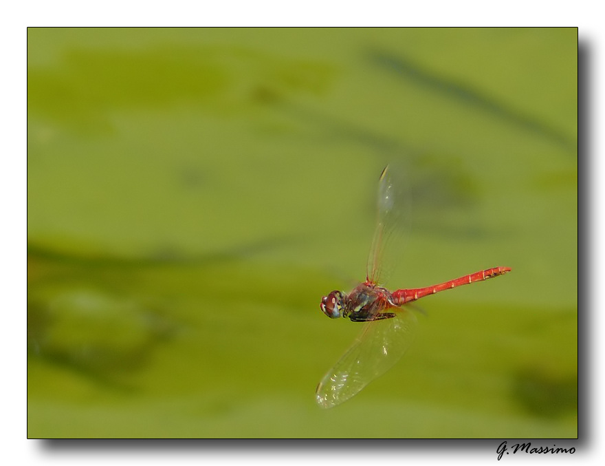 Libellula Rossa in Volo 2...