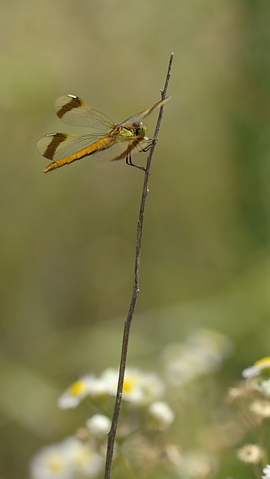 Ferma tra le margherite