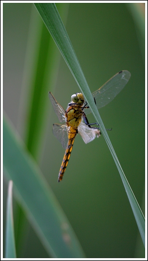 libellula