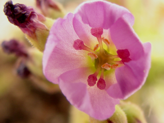 Fiore drosera...il giorno dopo