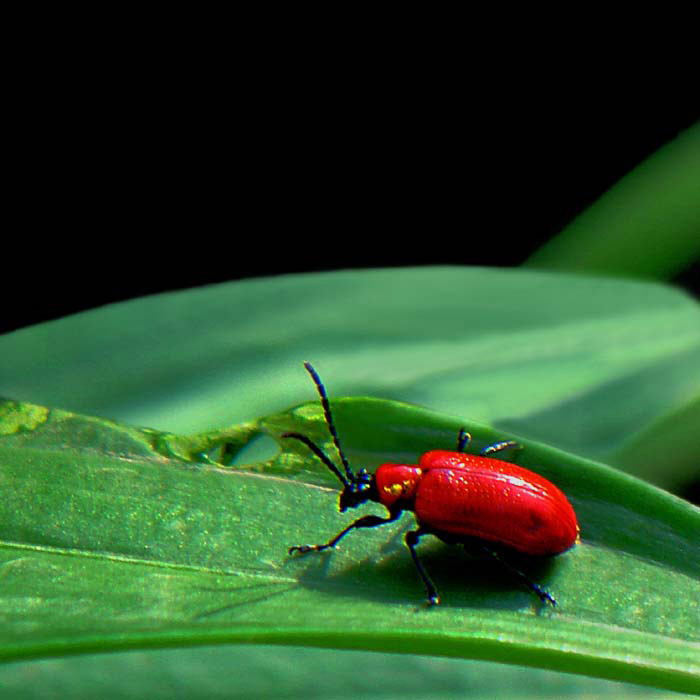 Pyrochroa coccinea