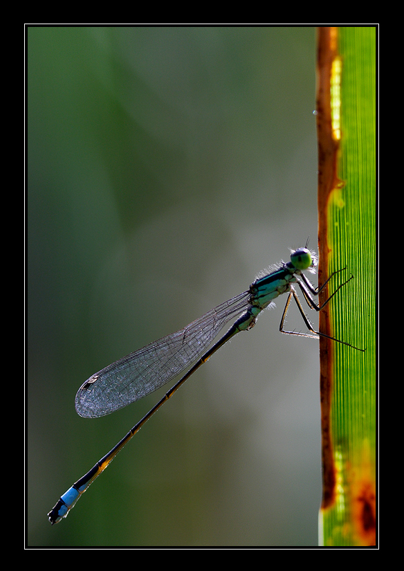 Sullo stelo (controluce)