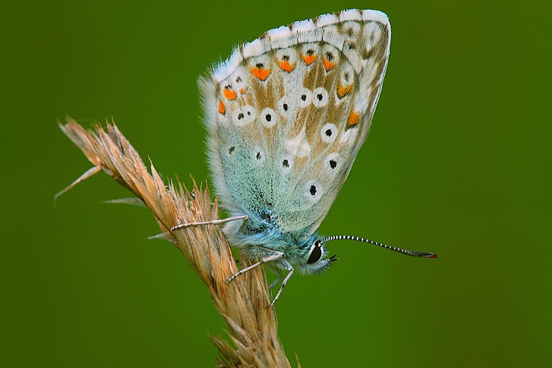 Polyommatus hispanus