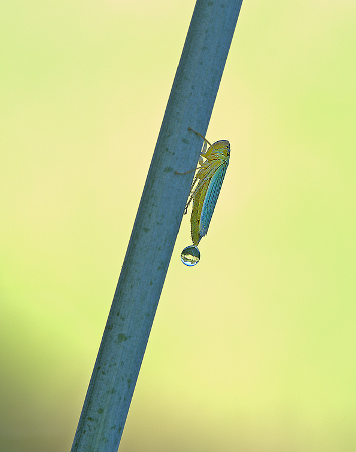 cicadella con goccia