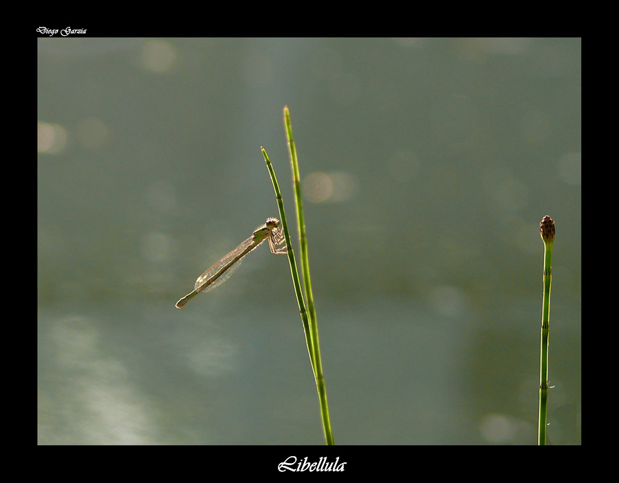 libellula