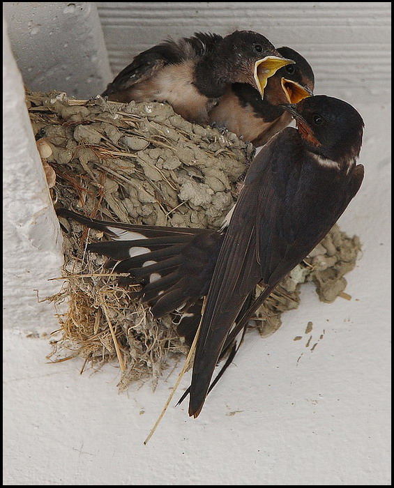 E questi quando se ne vanno....