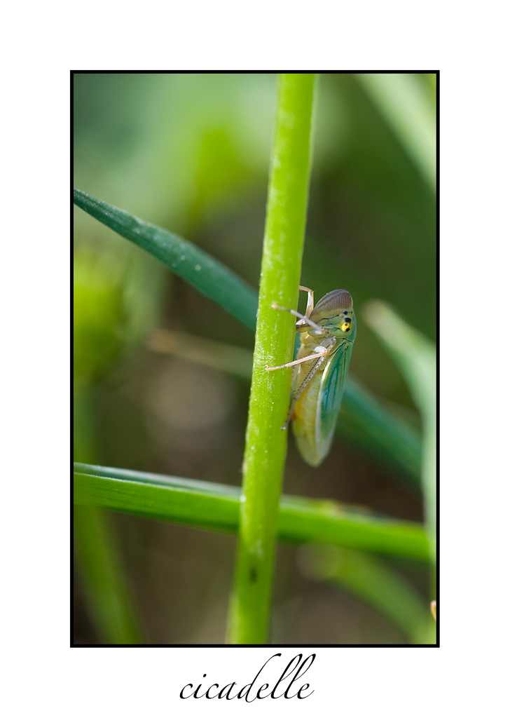 cicadelle