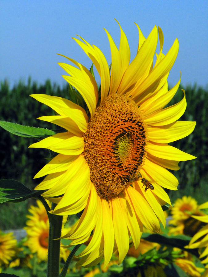 SUNFLOWER