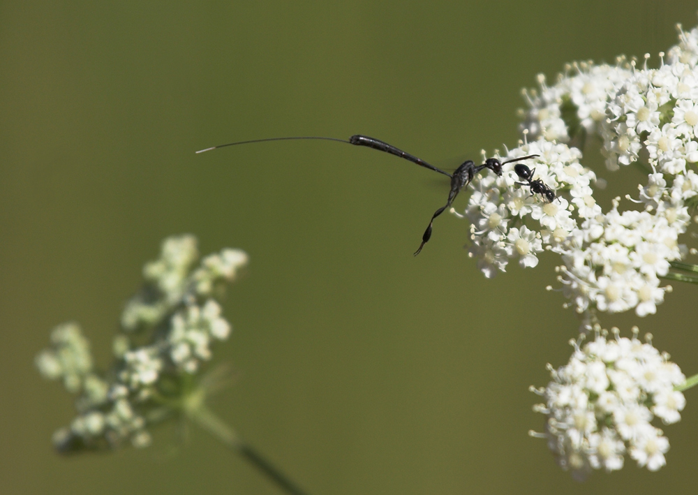 .-.-.-.-.Alien.-.-.-.-.