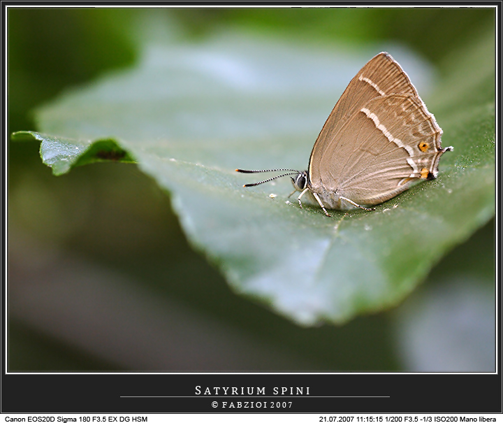 Cullata... sull'onda...: SATYRIUM SPINI