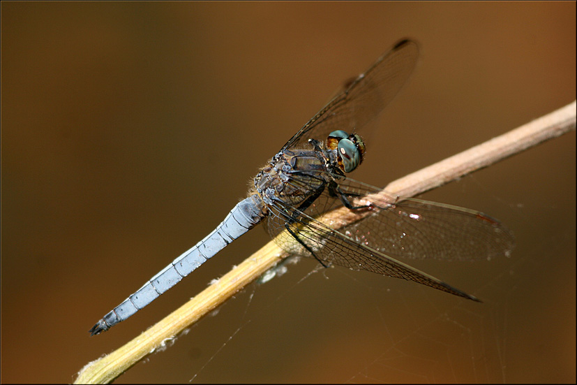 Libellula