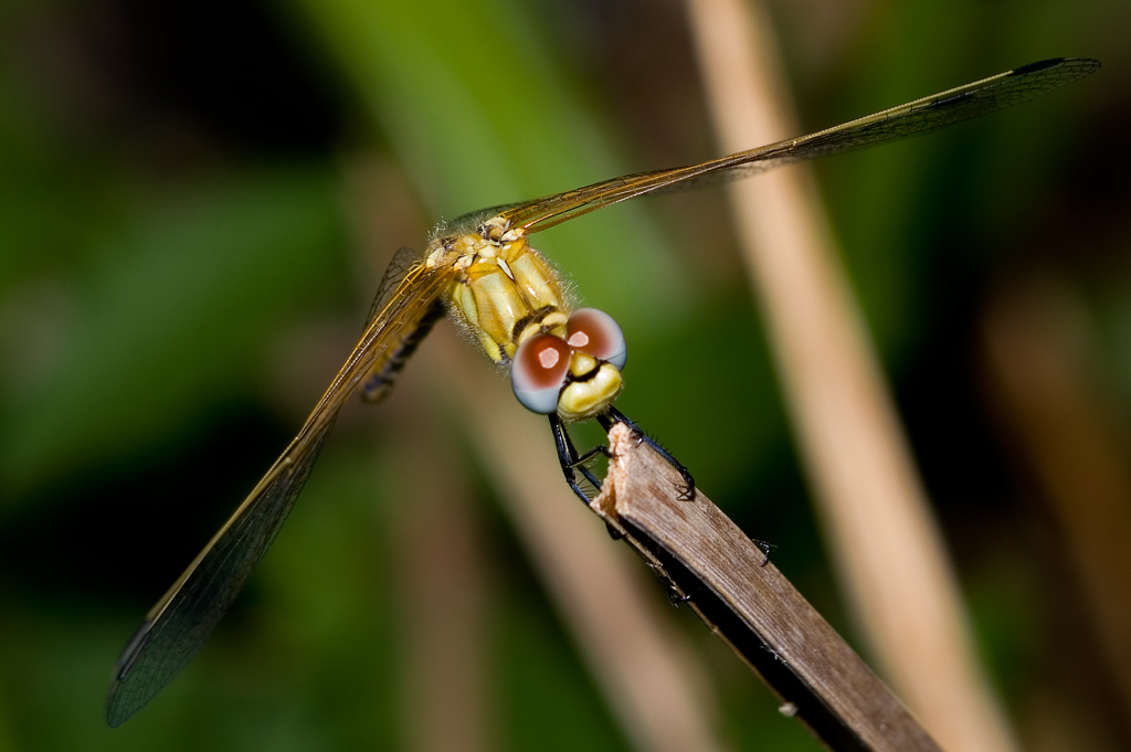 libellula gialla