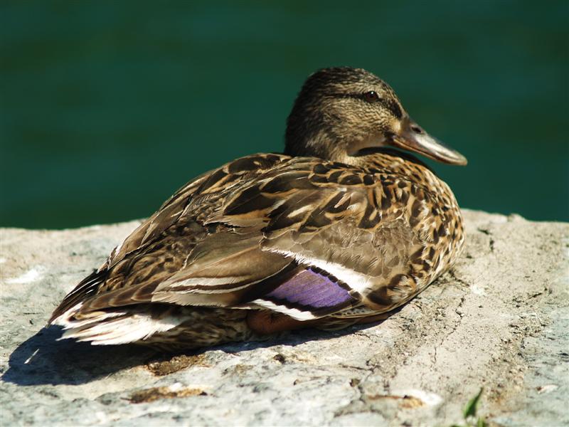 Femmina di germano reale