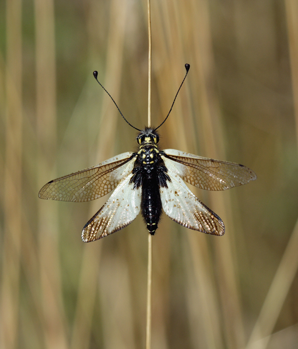 Alla fine l'ho beccato