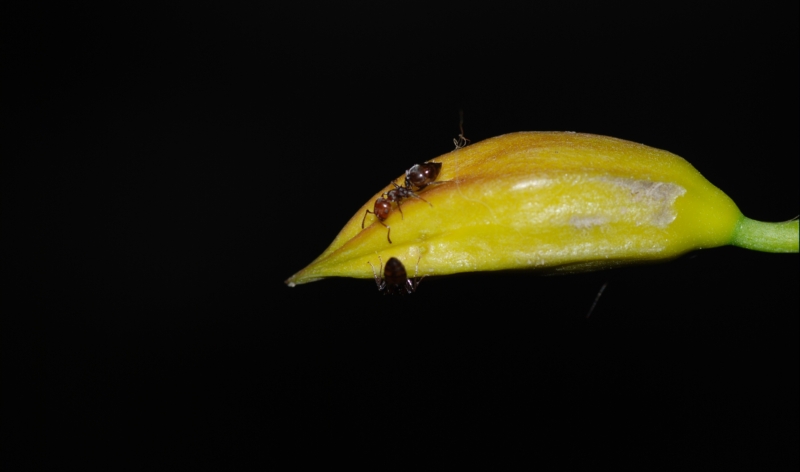 Formiche di che tipo?