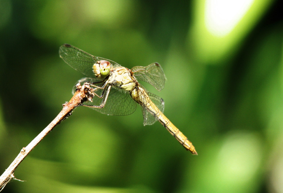 Libellula