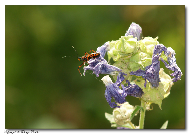 mamma mia quanto � alto qui