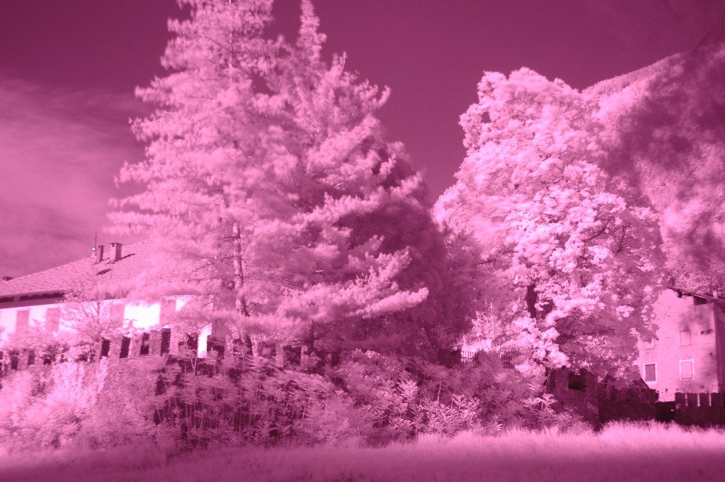 Clorofilla fortificata