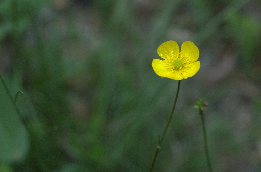 Giallo-Velvia, riflessi chimici
