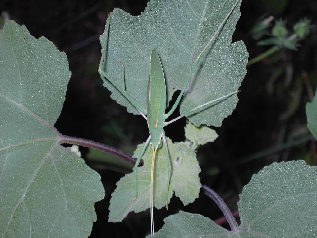 Parlami o grillo della saggezza