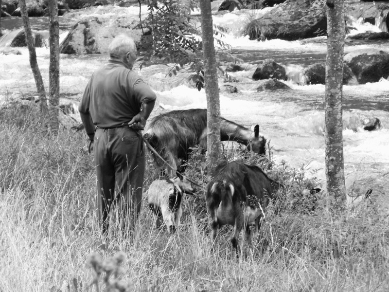 Pastore della Val Seriana in BN