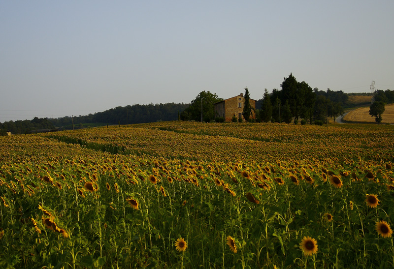 Casale e girasoli!!!