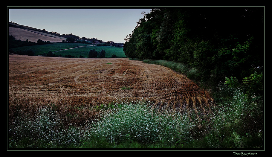 Ricami serali... nel verde