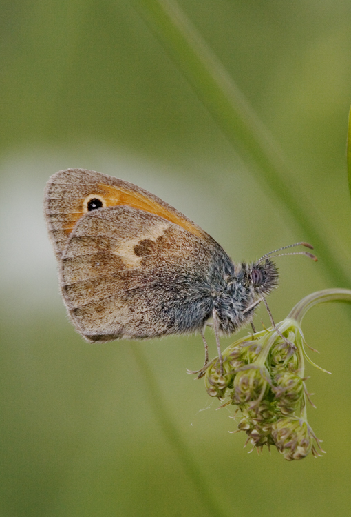 Farfalla accademica di profilo