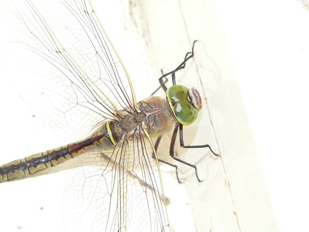 Una libellula.. sovraesposta