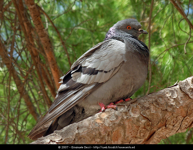 Pi� o meno come fa un piccione