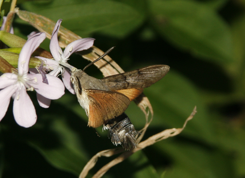 macroglossa stellatarum