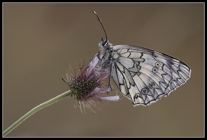 Melanargia galatea (o russiae? )