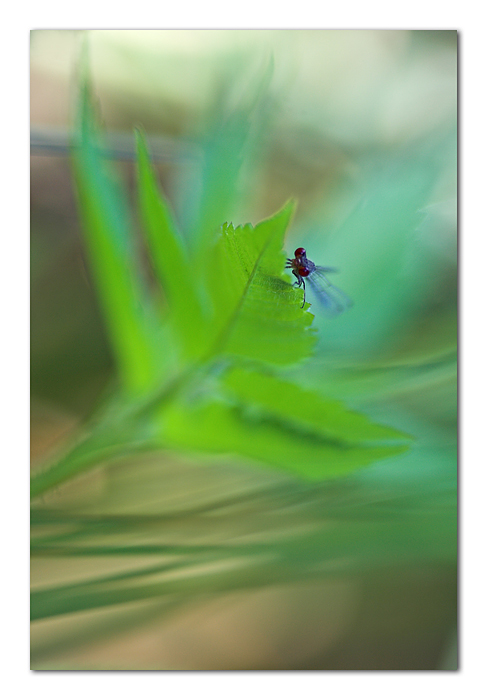 Ventaccio della miseria!