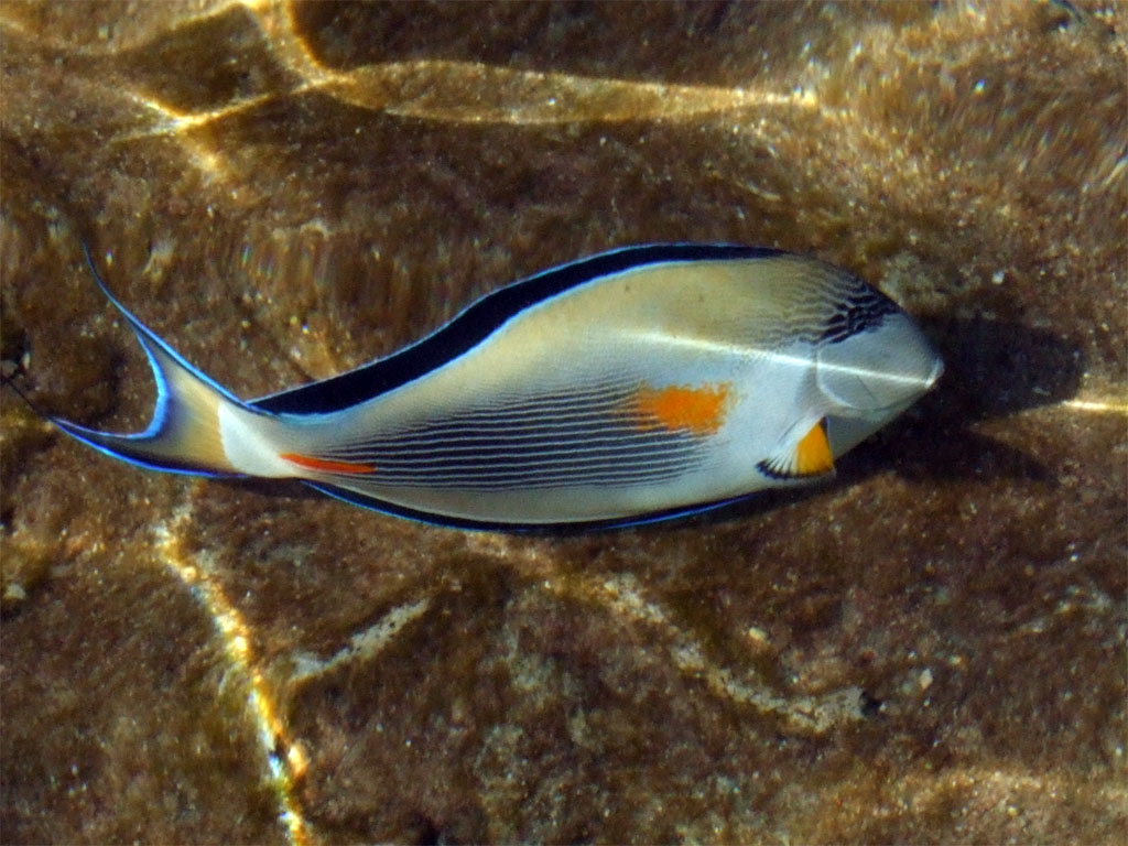 Pesce Chirurgo