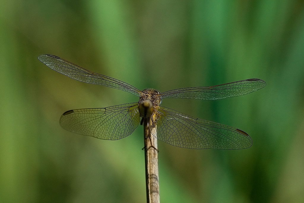 Vista a "posteriori"