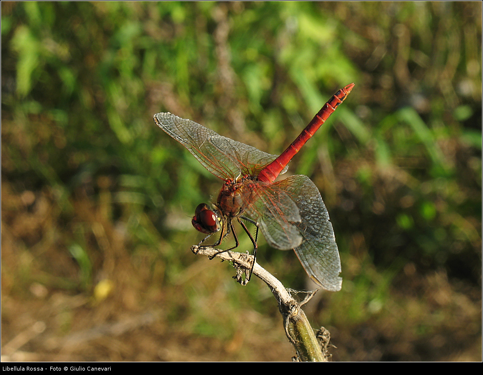 Prima libellula rossa