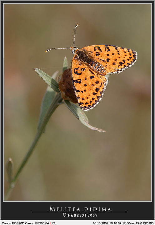 Sottotono... Melitaea didyma!
