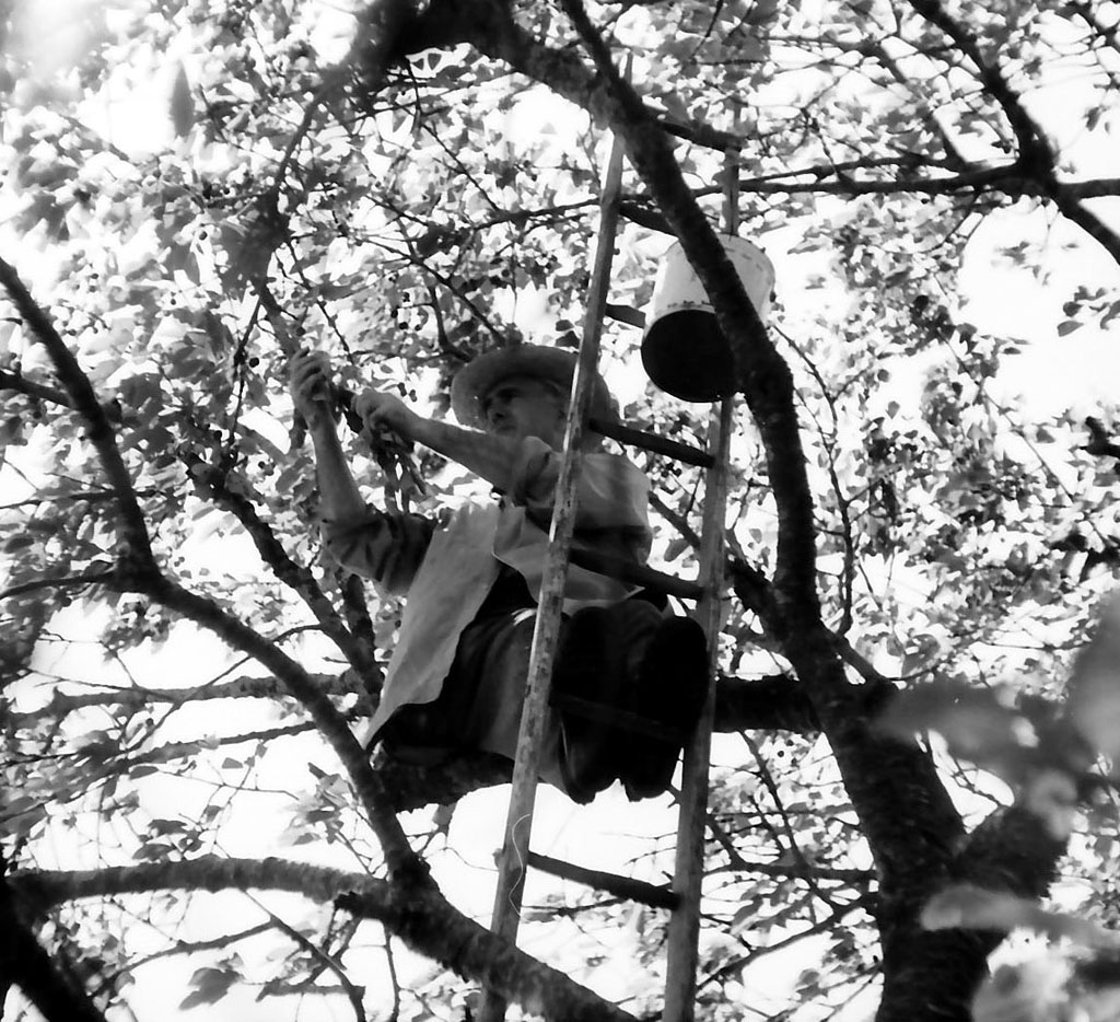 raccolta delle ciliegie