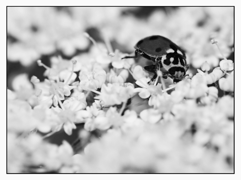 ::: MINI-COCCINELLA :::