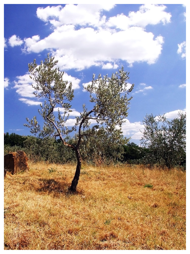 Ulivi....